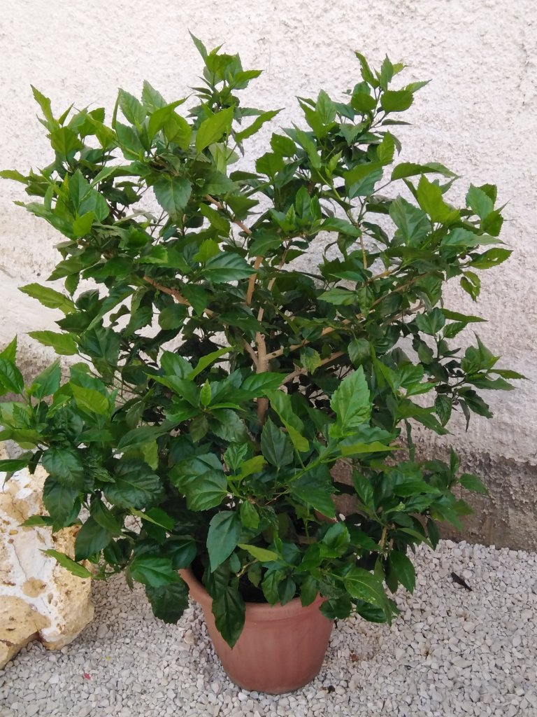 Géczi Bernadett kertje 04